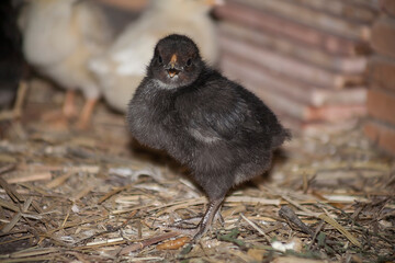 
Little black chick in the henhouse