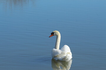 Obraz premium A nice lonely Mute Swan in Camargue