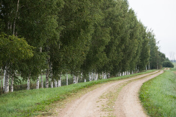 country road through birch forest in spring