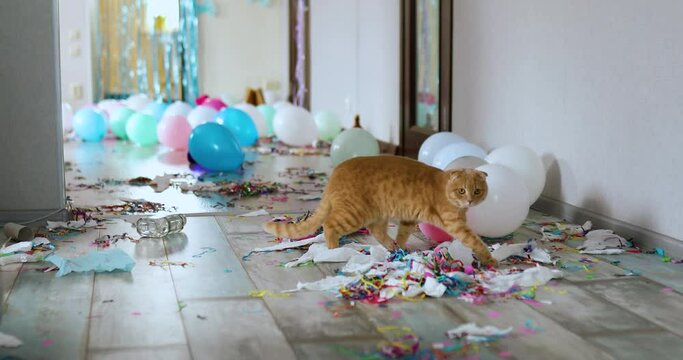 Scared, surprised cat walks on wooden laminate after party chaos, messy in living room at home, confetti and balloons, morning after party celebration.