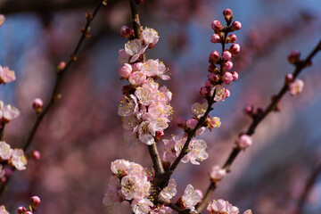 Apricot blooming in the garden. Beautiful spring seasonal background good for greeting card, wedding invitation, web.