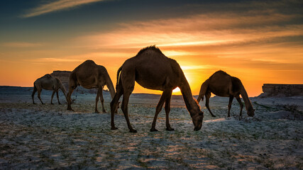 Fototapeta na wymiar Beautiful Sunset Desert Landscape with camel near Al Sarar Saudi Arabia.Selective focused background blurred.