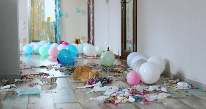 Scared, surprised cat walks on wooden laminate after party chaos, messy in living room at home, confetti and balloons, morning after party celebration.