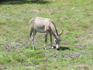 animal