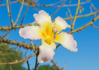 Closeup detail of silk floss tree plant in flower