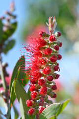 Crimson bottlebrush