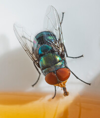 Green bottle fly feeding on honey in a bowl
