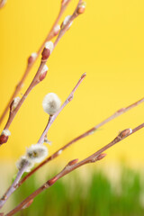 willow branches with inflorescences and green leaves on a yellow background, a spring composition for the Easter holiday