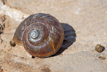 Closeup detail of an aquatic snail shell on stone path