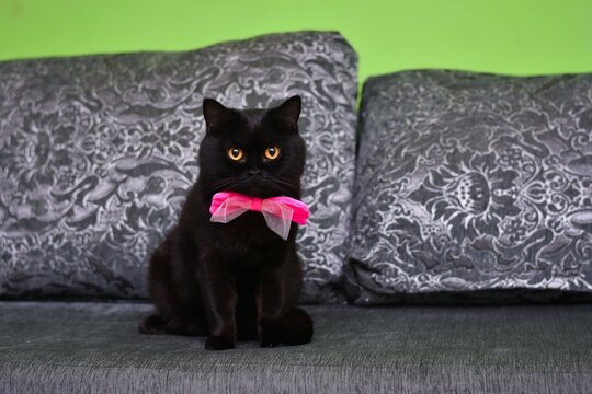 Black Cat On The Couch At Home. A Cat With A Bow Tie Around Its Neck Sits Up Straight And Looks At You.