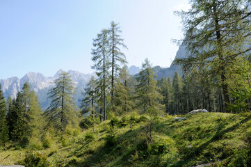 Weiden in der Julischen Alpen
