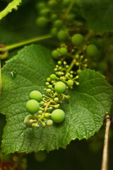  Bunch of green grapes on a branch. Beautiful healthy grapes for juice, wine and pressure. Organic farming from the home garden. Vertical frame.