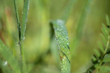 Macro photo of dew or raindrops on the grass