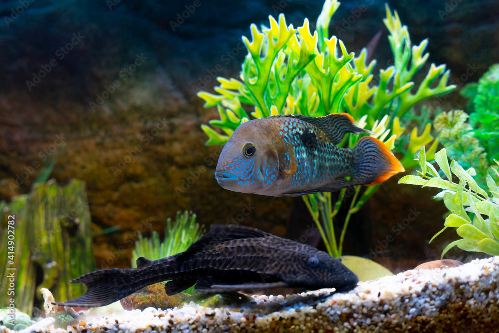 Wall mural Colored fish in a lighted aquarium.