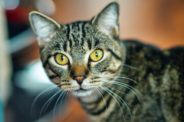 A cat with yellow eyes staring intently