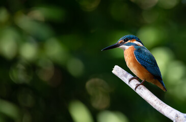 Сommon kingfisher, Alcedo atthis. The bird sits on an old dry branch above the river