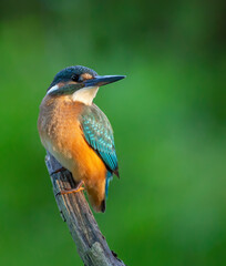 Сommon kingfisher, Alcedo atthis. The bird sits on a beautiful branch above the river waiting for a fish