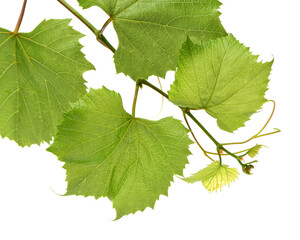 Fresh Green Grape Leaf on isolated white Background