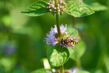 Blüten der Wasserminze (Mentha aquatica) mit Großer Sumpfschwebfliege	
