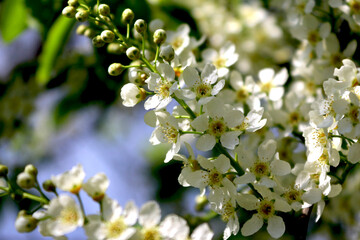 Bird cherry flowers in a spring garden on a branch 