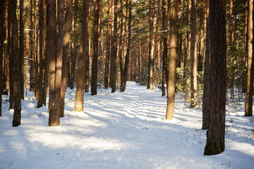 leśna zimowa ścieżka © Marcin Łazarczyk