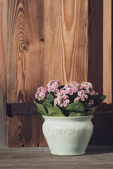 flower pot with a plant with pink blossoms and a rustic wood wall in the background