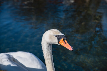 A white Mute Swan face detail. Drops of water are on the plumage and the beak as it swims in the harbour water. Closeup of a white Cygnus Olor face with drops of water on the feather. Elegance concept