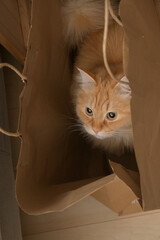 紙袋に入る猫（マンチカン）