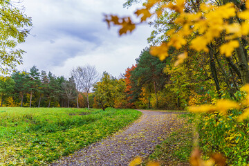 road for a walk in the golden autumn forest