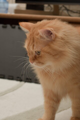 猫じゃらしで遊ぶ猫（マンチカン）