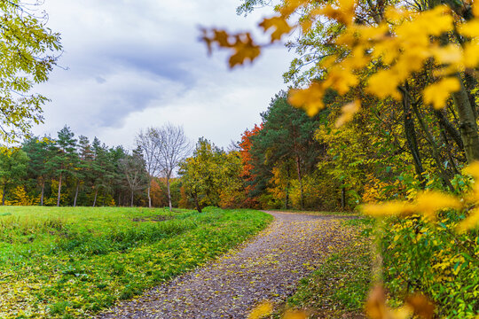 road for a walk in the golden autumn forest