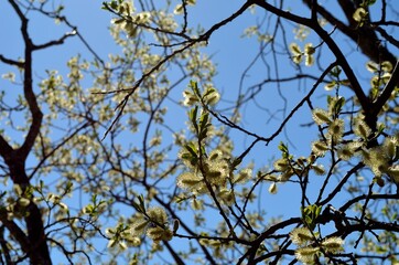 blooming willow tree in spring