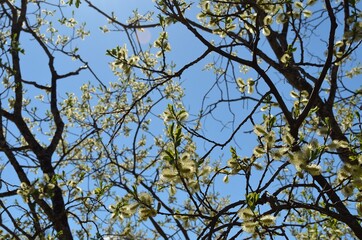 blooming willow tree in spring