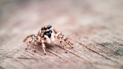 Spinne