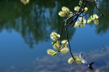 blooming willow tree in spring
