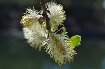 blooming willow tree in spring