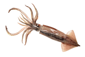 Fresh squid isolated on white background 