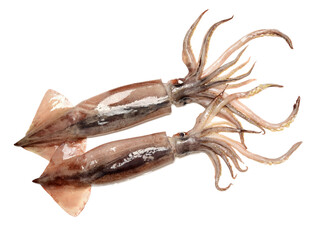 Fresh squid isolated on white background 