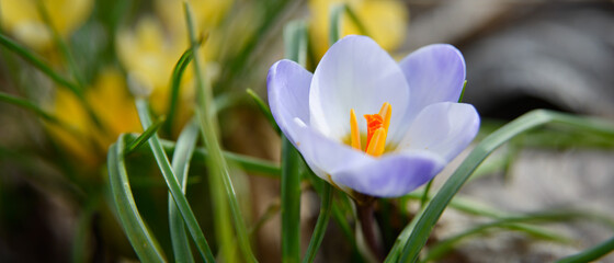 Fleur de crocus violet isol&eacute;e dans un jardin par temps ensoleill&eacute;