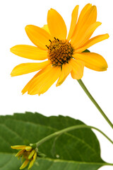 Jerusalem artichoke flower (topinambur) on white background
