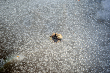 Lonely leaf on top of bubbly melting ice