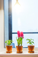 Hyacinths and indoor ornamental plants on the windowsill in the apartment, illuminated by artificial lighting phytolamp.