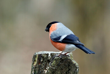 Male bullfinch feeding in the woods