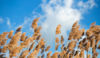 Fototapeta premium Nature landscape or web banner of reeds in the wind with blue sky