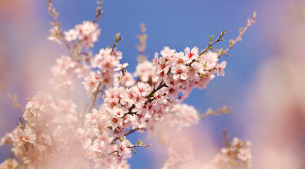 Blooming cherry tree flowers, floral blossom background, spring forward, springtime banner