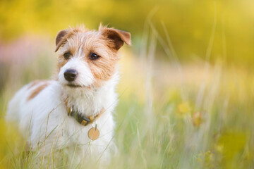 Cute happy jack russell terrier pet dog puppy listening in the grass with flowers. Spring, summer walking concept.