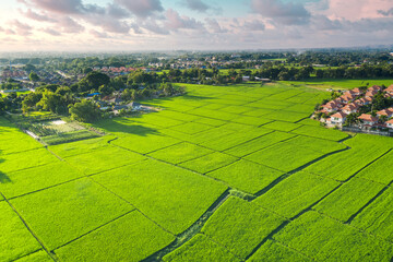 Land or landscape of green field in aerial view. Land on earth for agriculture farm, farmland, plantation with texture pattern of crop, rice, paddy. Rural area with nature at countryside in Chiang mai