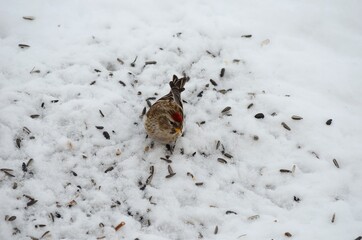 tiny red head sparrow feeding on bird seeds in the snow