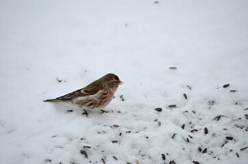 tiny red head sparrow feeding on bird seeds in the snow