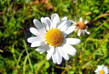 Beautiful chamomile under the rays of the summer sun. 